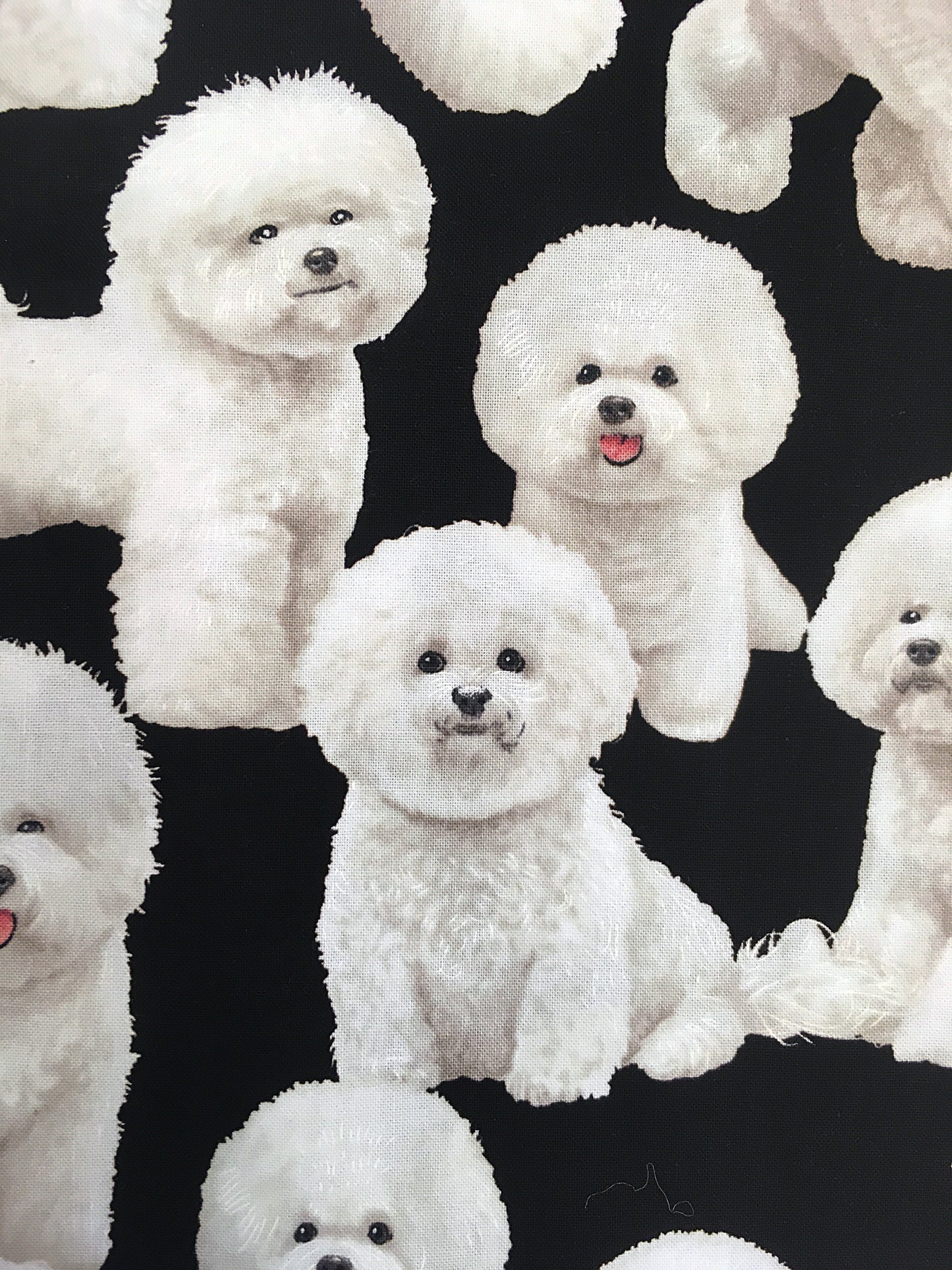 Bichon friset, puuvilla