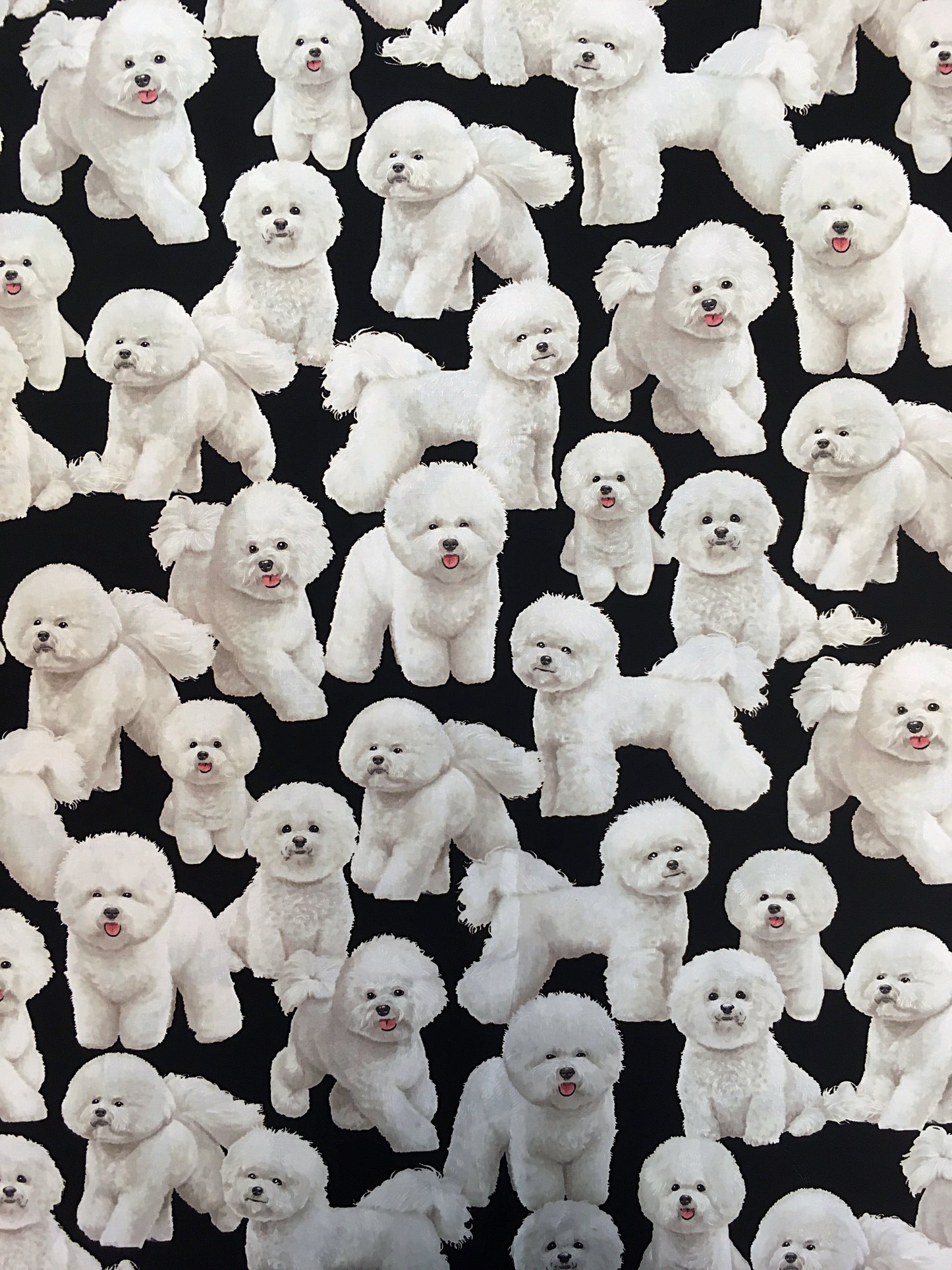 Bichon friset, puuvilla