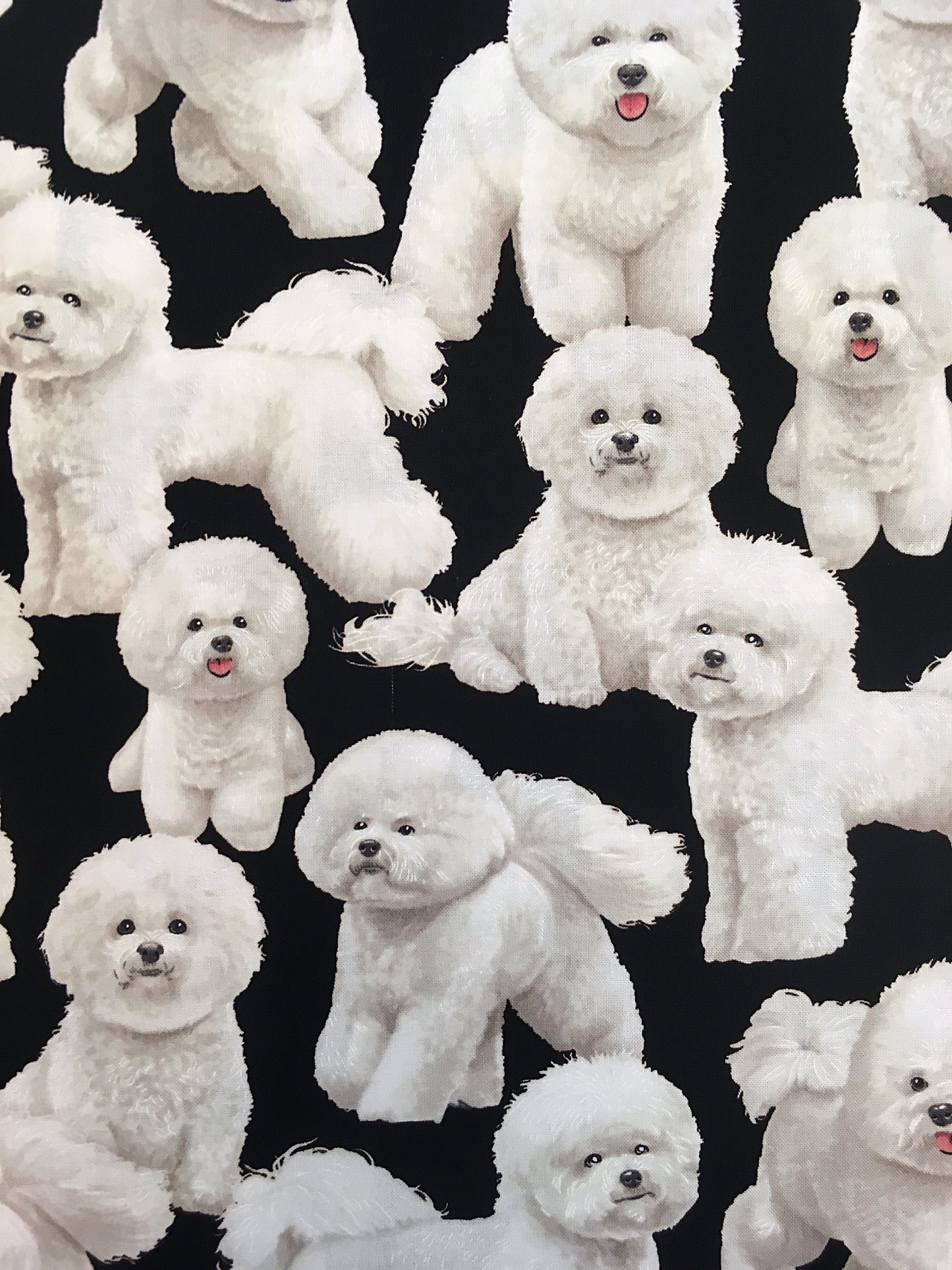 Bichon friset, puuvilla