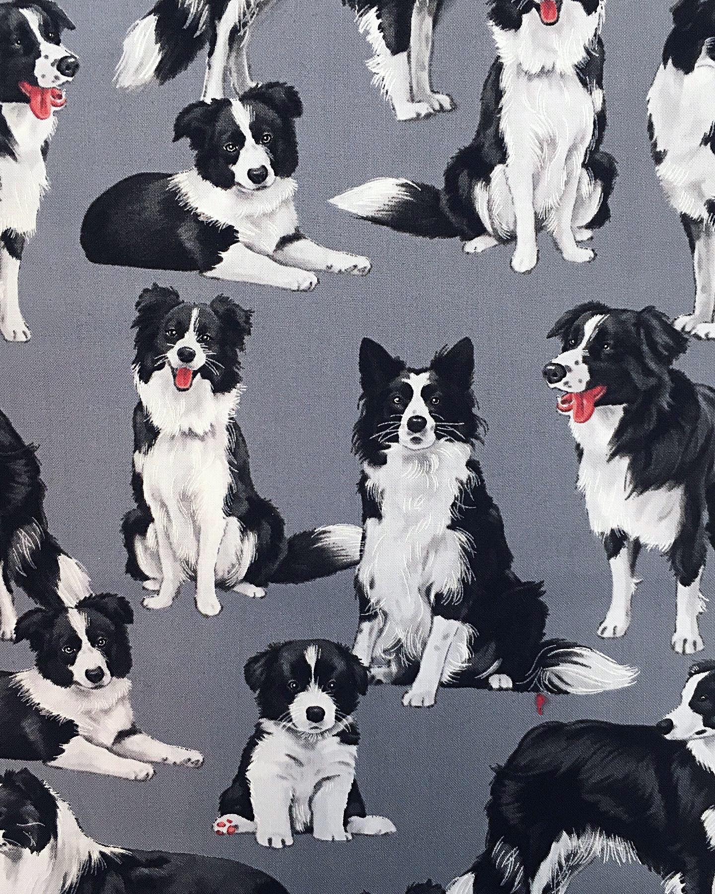 Bordercolliet, puuvilla