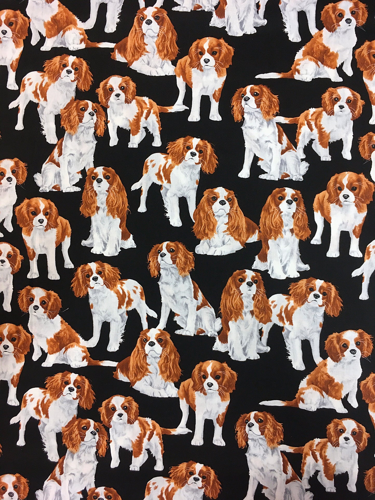 Cavalierkingcharlesinspanieli -kangas, puuvilla