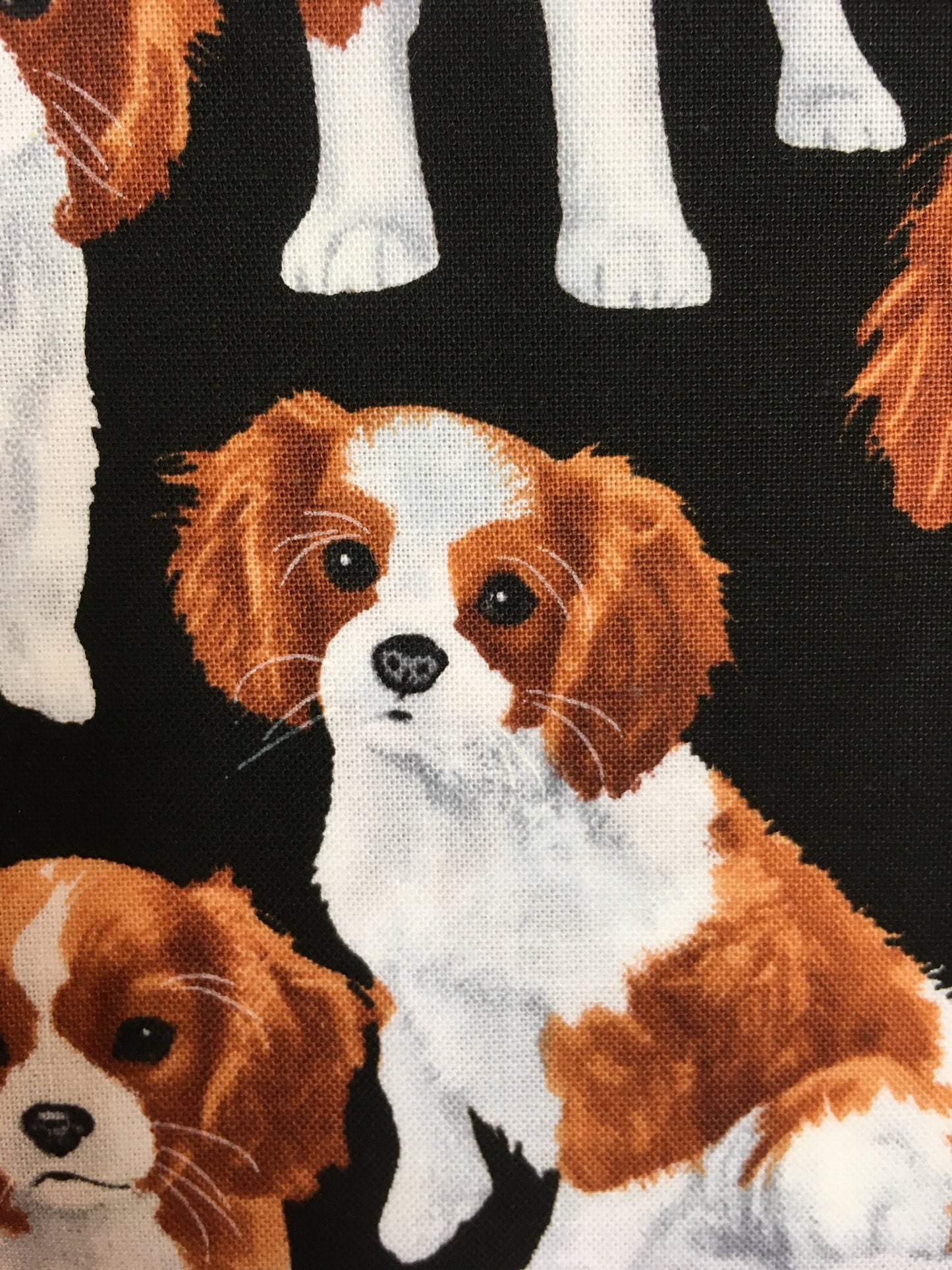 Cavalierkingcharlesinspanieli -kangas, puuvilla